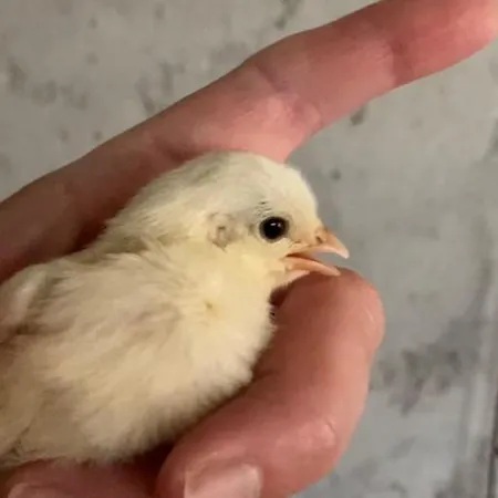 Clareira Κάμπινγκ *