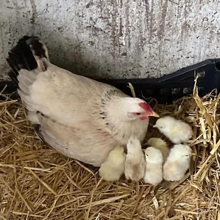 Κάμπινγκ Clareira *