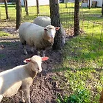 Clareira * Киаюш