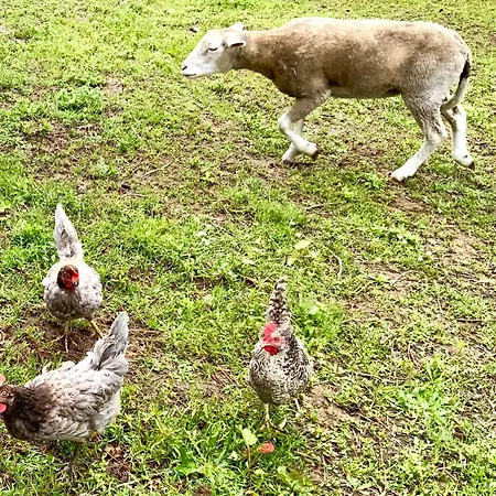 Clareira Campsite Quiaios