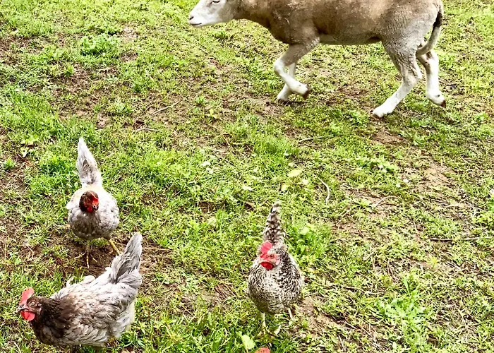 Clareira Kamp alanı Quiaios